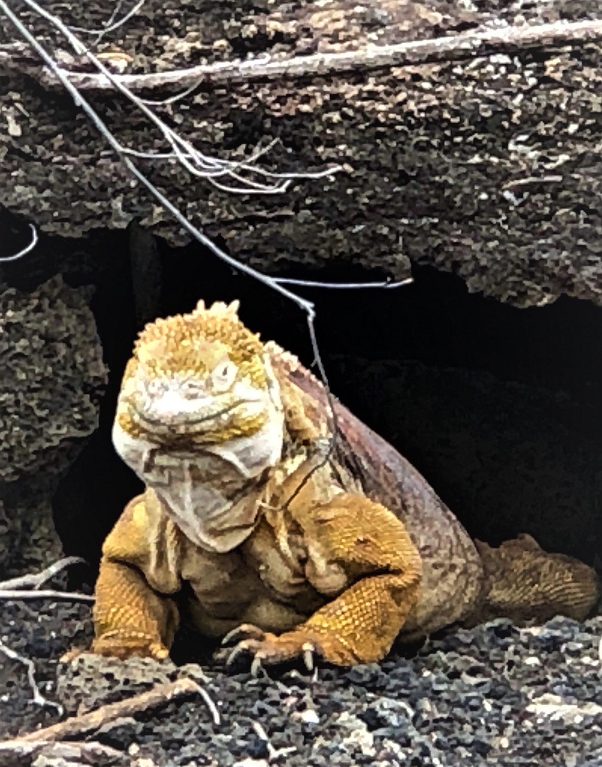 una iguana terrestre