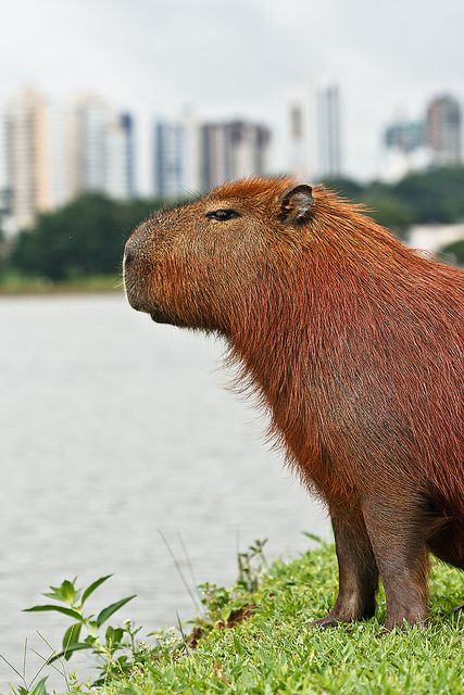 una capibara contenta