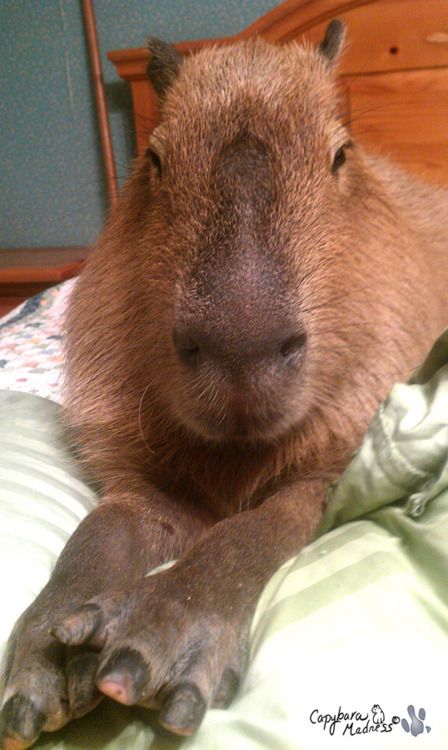 una capibara contenta