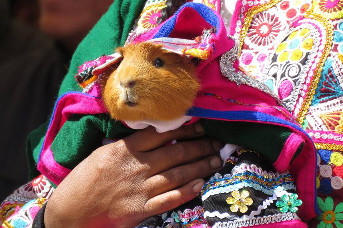 El Festival del Cuy