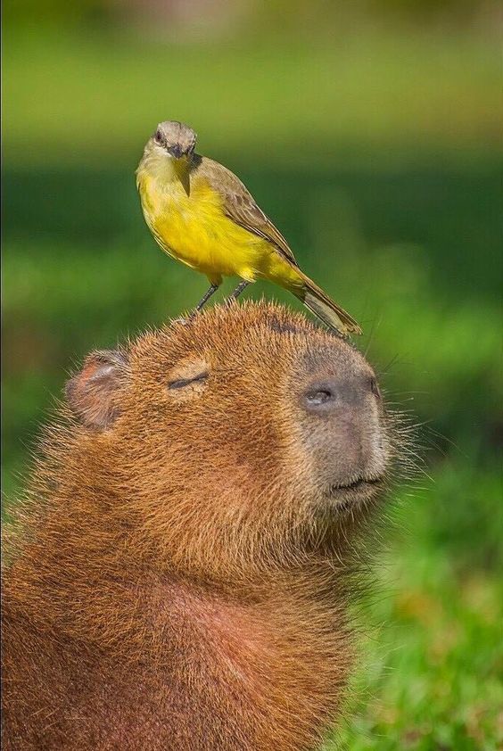 The Happy Capybara