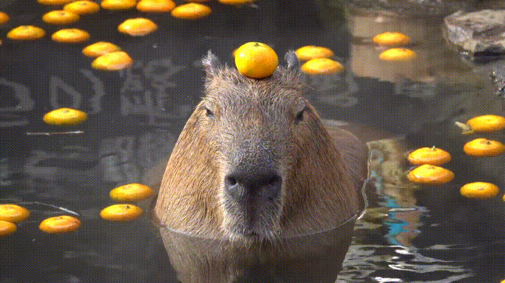 La Happy Capybara